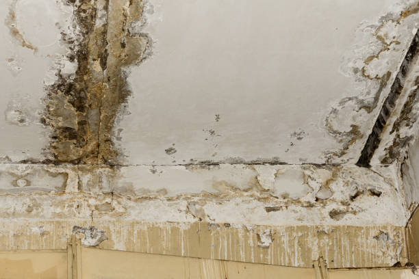 Best Attic Mold Removal  in North Grosvenor Dale, CT