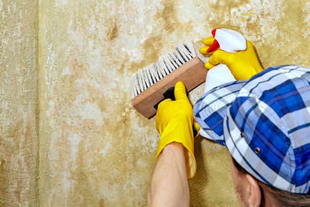 Best Mold Damage Restoration  in North Grosvenor Dale, CT