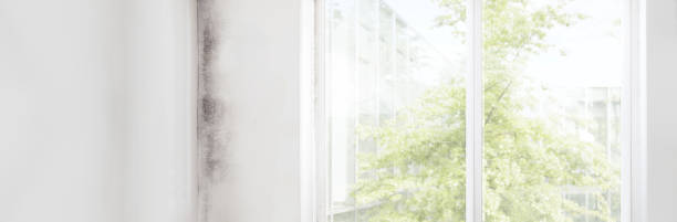 Best Basement Mold Removal  in North Grosvenor Dale, CT