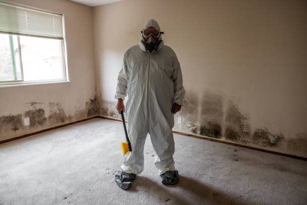 Mold Odor Removal Services in North Grosvenor Dale, CT